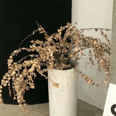 兽设国风设计灵感兽圈社群